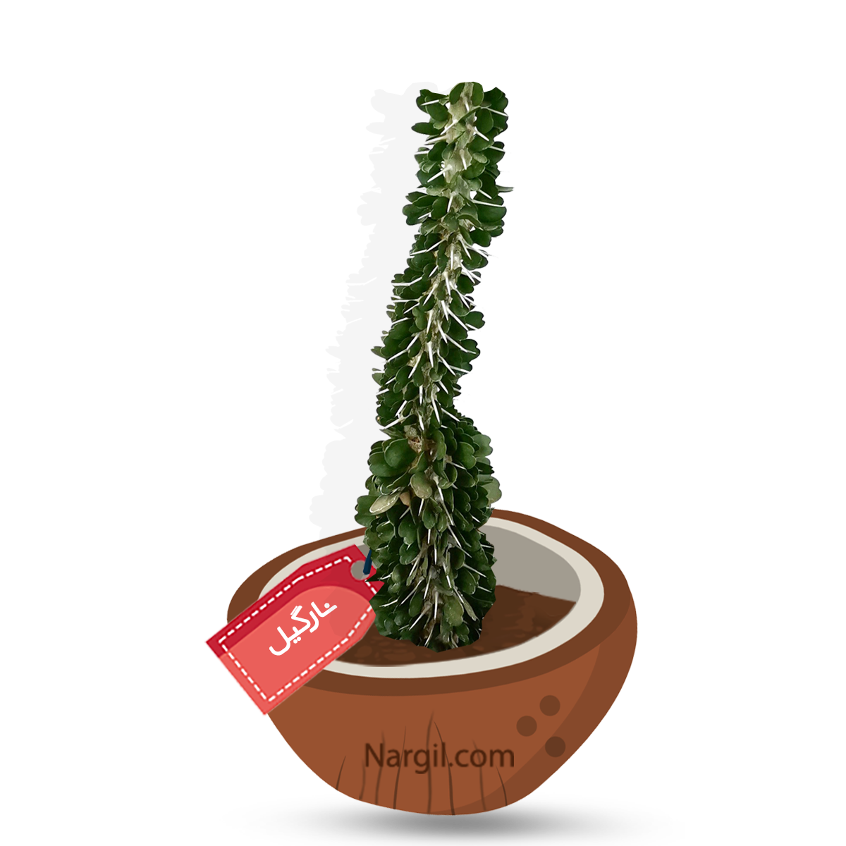  Nargil - Fantsiolostse